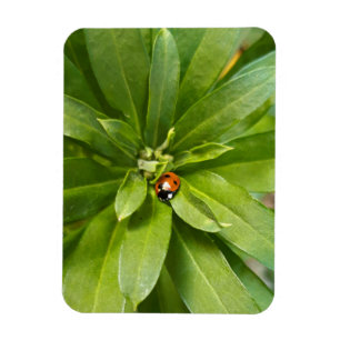 Ladybug op Flowers Magneet
