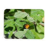 Ladybug op Flowers Magneet (Horizontaal)