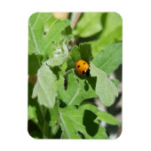 Ladybug op Flowers Magneet (Verticaal)