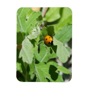 Ladybug op Flowers Magneet