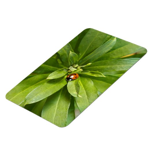 Ladybug op Flowers Magneet (Linkerzijde)