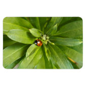 Ladybug op Flowers Magneet (Horizontaal)