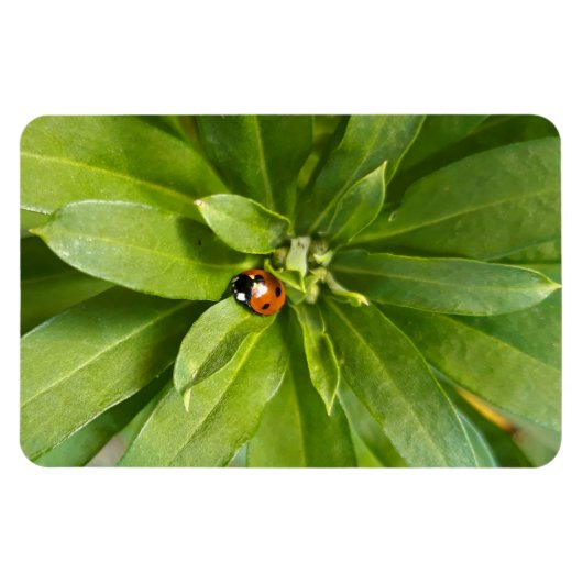 Ladybug op Flowers Magneet (Horizontaal)