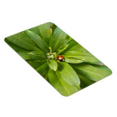Ladybug op Flowers Magneet (Rechterzijde)