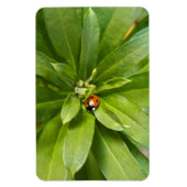 Ladybug op Flowers Magneet (Verticaal)