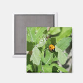 Ladybug op Flowers Magneet (Voorkant / Achterkant)
