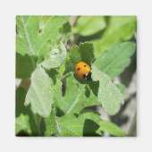 Ladybug op Flowers Magneet (Voorkant)