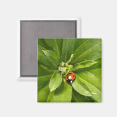 Ladybug op Flowers Magneet (Voorkant / Achterkant)