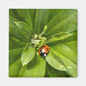 Ladybug op Flowers Magneet (Voorkant)