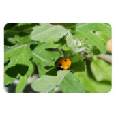 Ladybug op Flowers Magneet (Horizontaal)
