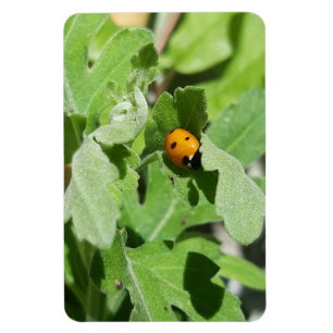 Ladybug op Flowers Magneet