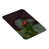 Ladybug op Flowers Magneet (Rechterzijde)