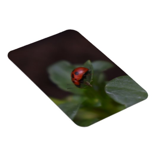 Ladybug op Flowers Magneet (Rechterzijde)