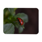 Ladybug op Flowers Magneet (Horizontaal)