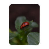 Ladybug op Flowers Magneet (Verticaal)