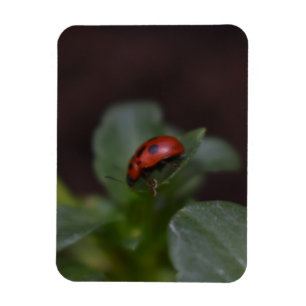 Ladybug op Flowers Magneet