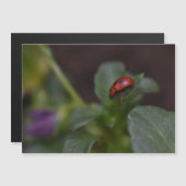 Ladybug op Flowers Magnetic Kaart (Voorkant / Achterkant)
