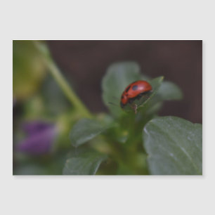 Ladybug op Flowers Magnetic Kaart