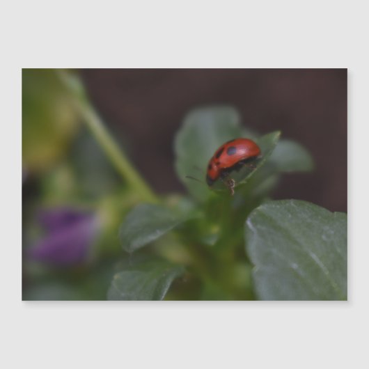 Ladybug op Flowers Magnetic Kaart (Voorkant)