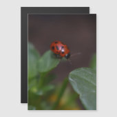Ladybug op Flowers Magnetic Kaart (Voorkant / Achterkant)