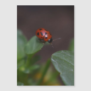 Ladybug op Flowers Magnetic Kaart