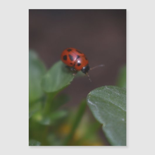 Ladybug op Flowers Magnetic Kaart (Voorkant)