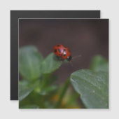 Ladybug op Flowers Magnetic Kaart (Voorkant / Achterkant)