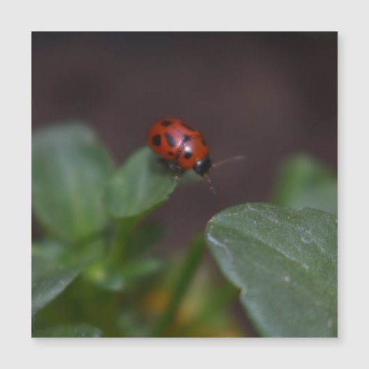 Ladybug op Flowers Magnetic Kaart (Voorkant)