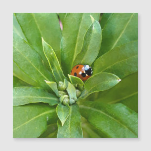 Ladybug op Flowers - Magnetische kaart
