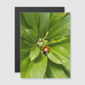 Ladybug op Flowers - Magnetische kaart (Voorkant / Achterkant)