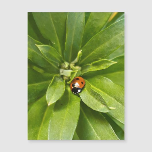 Ladybug op Flowers - Magnetische kaart (Voorkant)
