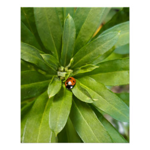 Ladybug op Flowers Perfect Poster