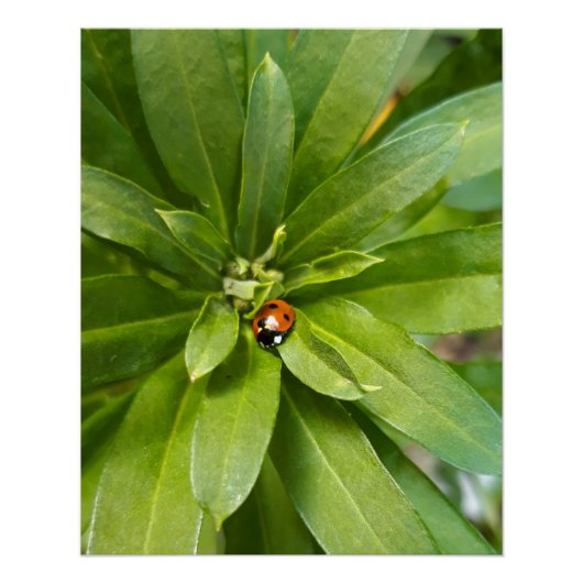 Ladybug op Flowers Perfect Poster (Voorkant)