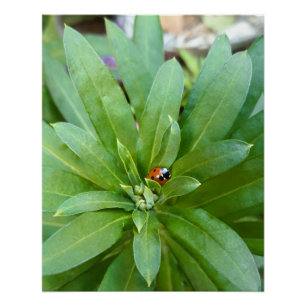 Ladybug op Flowers Perfect Poster