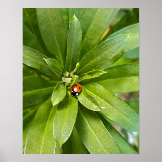 Ladybug op Flowers Poster (Voorkant)