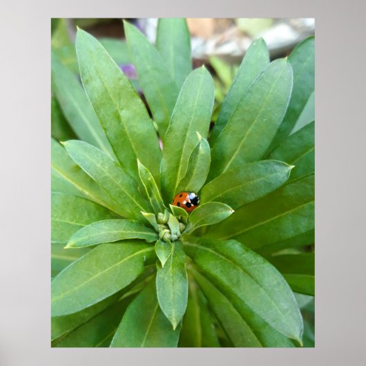 Ladybug op Flowers Poster (Voorkant)