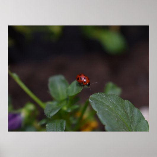 Ladybug op Flowers Poster (Voorkant)