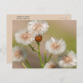 Ladybug op gedroogd zweefvliegtuig briefkaart (Voorkant / Achterkant)