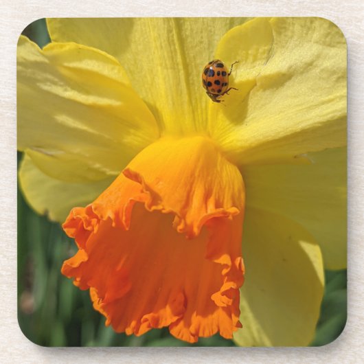 Ladybug op geeldilatine bier onderzetter (Voorkant)