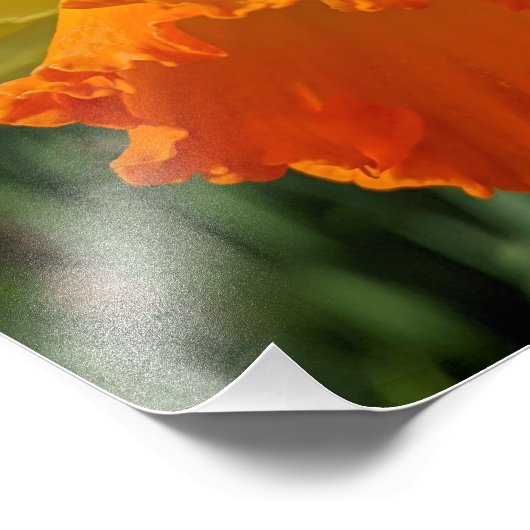 Ladybug op geeldilatine foto afdruk (Hoek)