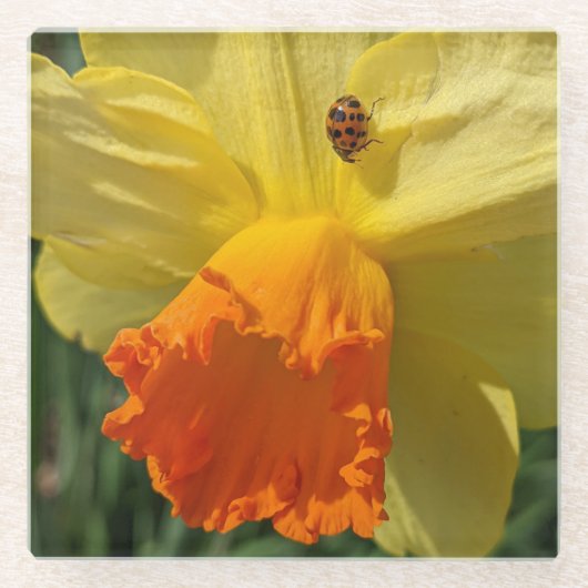 Ladybug op geeldilatine glazen onderzetter (Voorkant)