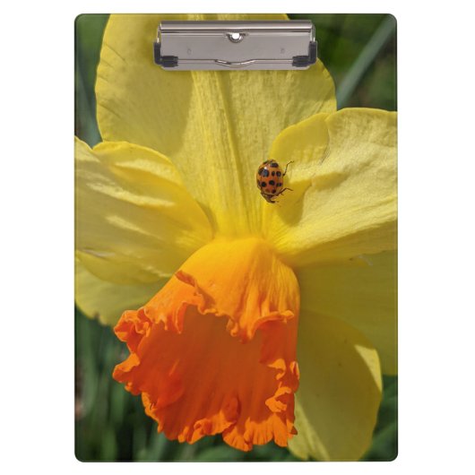 Ladybug op geeldilatine klembord (Voorkant)