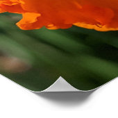 Ladybug op geeldilatine poster (Hoek)