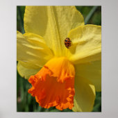 Ladybug op geeldilatine poster (Voorkant)