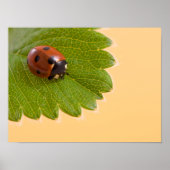 Ladybug op groen lef poster (Voorkant)