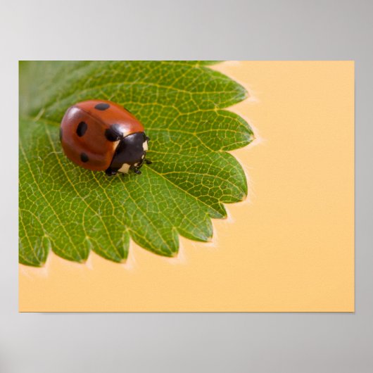 Ladybug op groen lef poster (Voorkant)