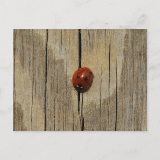 Ladybug op hout briefkaart (Voorkant)
