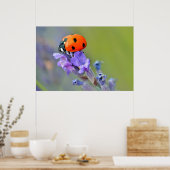 Ladybug op lavenderbloem poster (Keuken)