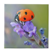 Ladybug op lavenderbloem tegeltje (Voorkant)