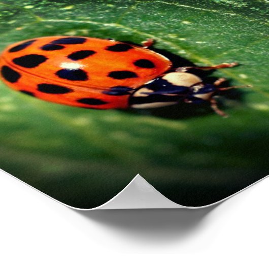Ladybug op Leaf Close Abstract Poster (Hoek)